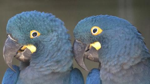 Lear's macaws