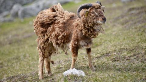 St Kilda sheep