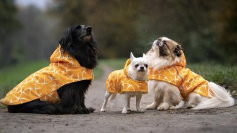 three dogs wearing winter coats