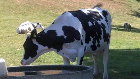 Picture of a cow drinking
