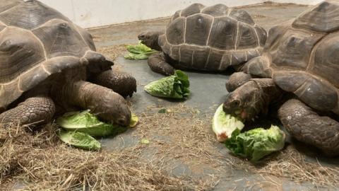 Tortoises eating lettuce