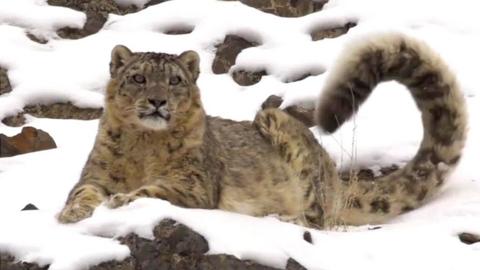 Snow leopard