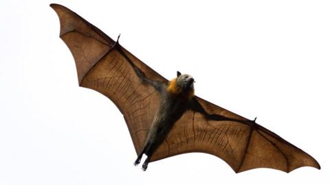 A bat in flight