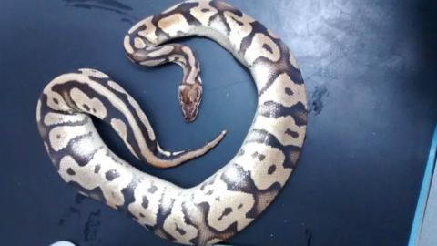 One of the snakes which was found