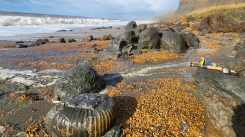 Giant fossil ammonite