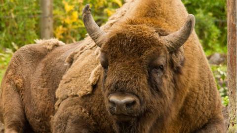 Bison in Kent