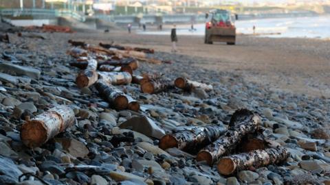 Logs on a beach