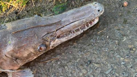 The alligator gar fish discovered at a Risca canal