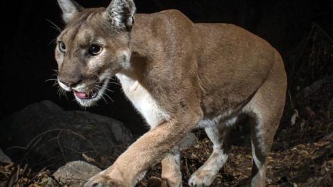 A mountain lion