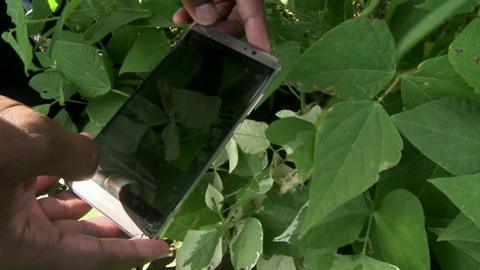 Analysing crops using a mobile phone