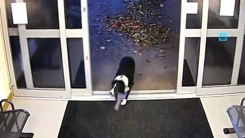 The dog entering the police station