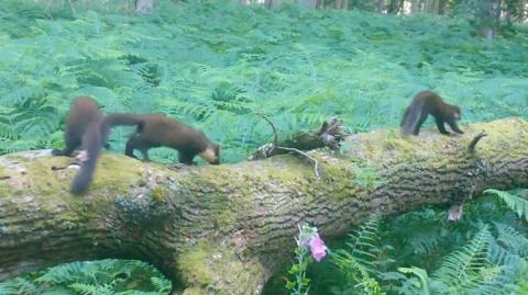 Pine Martens run along a log