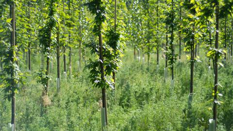 Sapling trees in bright sunlight with overgrown wild plants in springtime