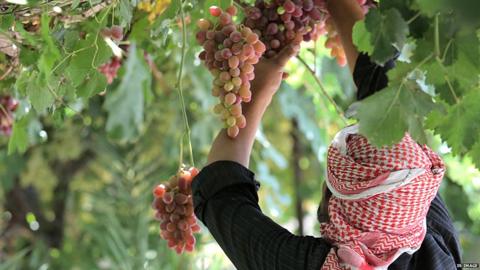 From an IS photo report about the harvesting of grapes in the city of Raqqa (12 August 2015)