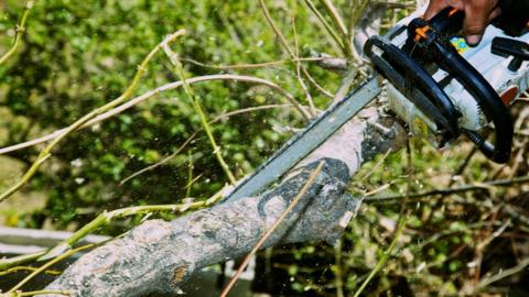 A chainsaw cutting a tree