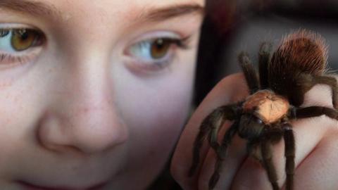 Hollie with tarantula