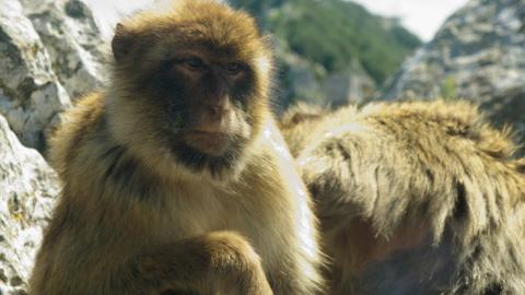 Barbary macaques are among Gibraltar's most famous residents