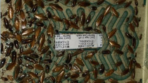 A collection of cockroaches