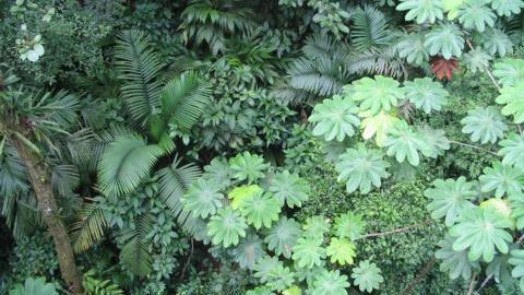Rainforest canopy, Panama