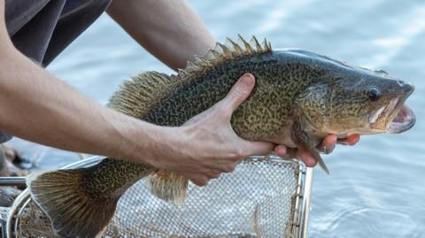 A gawping fish is held over a river