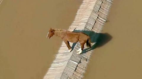 Horse stranded on rooftop