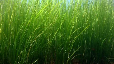 Seagrass