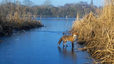 A fox stood on a frozen lake at Attenborough Nature Reserve