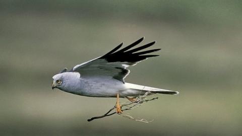 The upland is a stronghold for the hen harrier