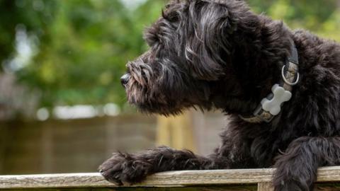 Dog looking over a fence