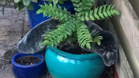 A seal in a plant pot.