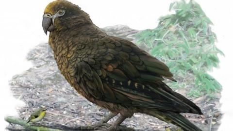 An artists' impression of the largest parrot ever found