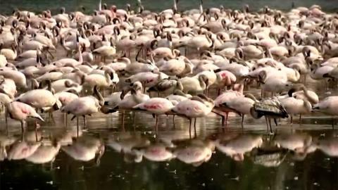 Flamingos in Mumbai creeks