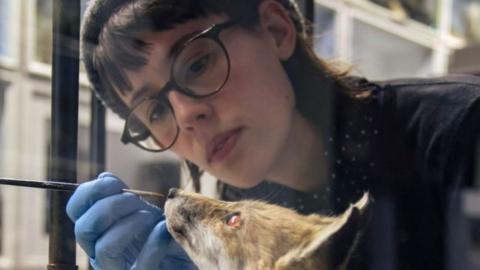 Jazmine Miles Long working on a taxidermy fox