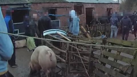 Leicestershire illegal pig slaughter