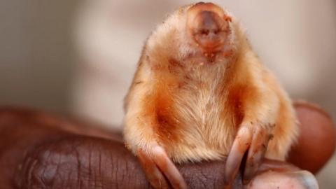 A marsupial mole