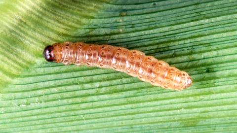 European Corn Borer