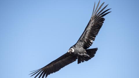 An Andean condor in Peru's Colca Canyon