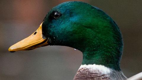 A duck with a bright green-blue head and yellow bill looks left