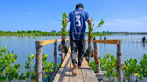A man in a blue t shirt and dark trousers walks along a boardwalk towards the sea. He is carrying two mangrove saplings in his hands and either side of the boardwalk are saplings already planted in the water. Men in the background are blurred also planting in the water.