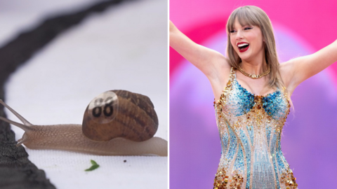 A snail crossing a black line, with a number 88 on its shell. It is crossing some white cloth. It is next to an image of Taylor Swift, with long blonde hair, in a sequined leotard, with a necklace and her arms out stretched.