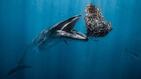 A Bryde’s whale about to consume a bait ball