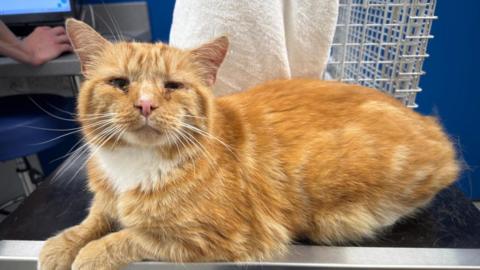 A ginger cat on a medical table at a vet's surgery with a cage and towel behind him. 