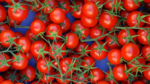 An aerial view of red tomatoes on the vine in a blue container