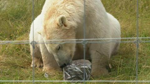 A polar bear with his face up against a block of frozen fish