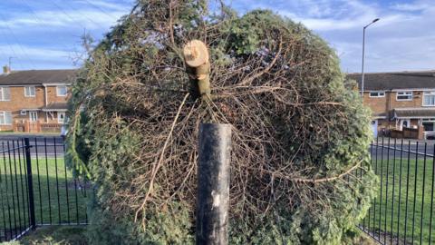 A felled tree which has collapsed over a black iron fence in a residential area.  A black metal cylinder has been wrapped around the based of the stump. 