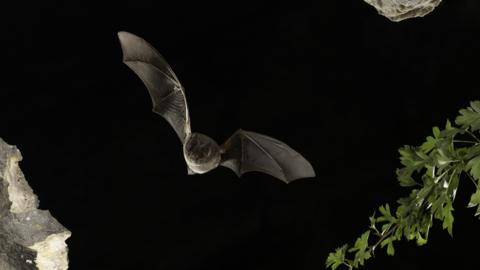 Barbastelle bat in flight at night