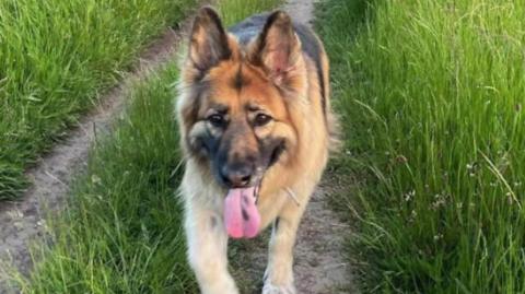 The Wood family set up a ball basket to remember their late dog Sheba