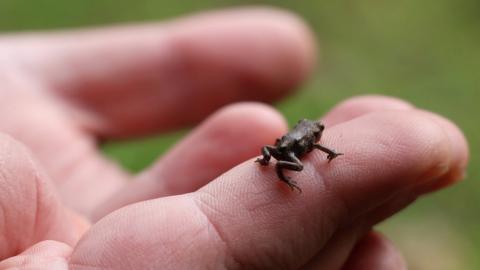 Toadlet