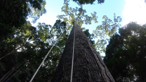 world's tallest tropical tree in Borneo rainforest