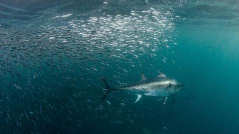 An underwater photo showing a bluefin tuna swimming at the front of a school of hundreds of small silver fish. The surface of the water is creased but it is clear below.